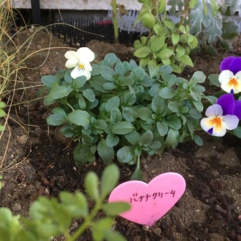 ペチュニア定植と本日のパンジー ビオラ 花いっぱい咲かせたい 楽天ブログ