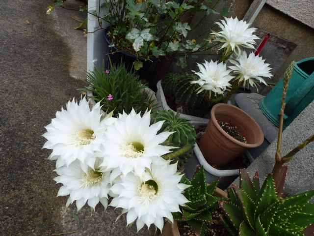 124 サボテンの花、白