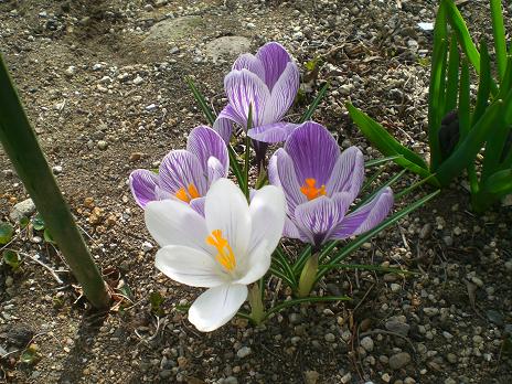 白クロッカス