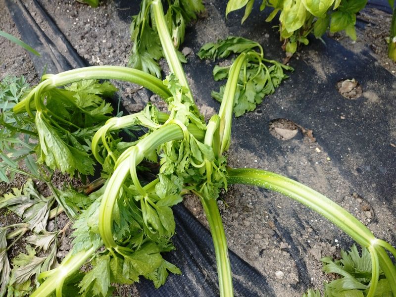 セロリの軟腐病で唯一の登録農薬が届いた 青パパイヤと家庭菜園日記 楽天ブログ