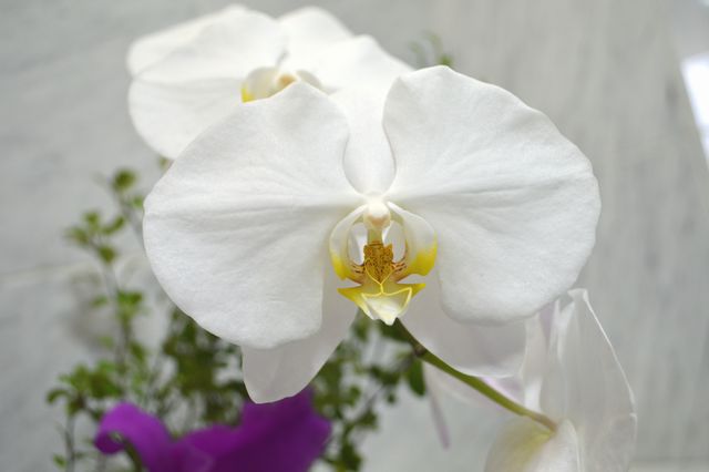 DSC_0532.JPG