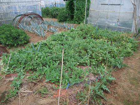 種無しスイカ　3Xジルバ　20120829-3