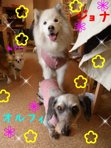 ｼﾞｮﾅ・ｵﾙﾌｨ.JPG