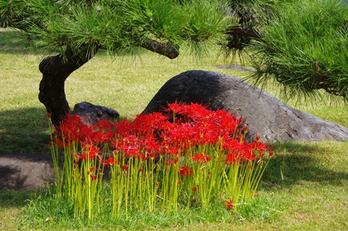 旧芝離宮恩賜庭園の彼岸花