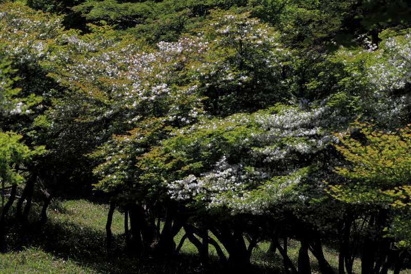 大台ケ原_004.jpg