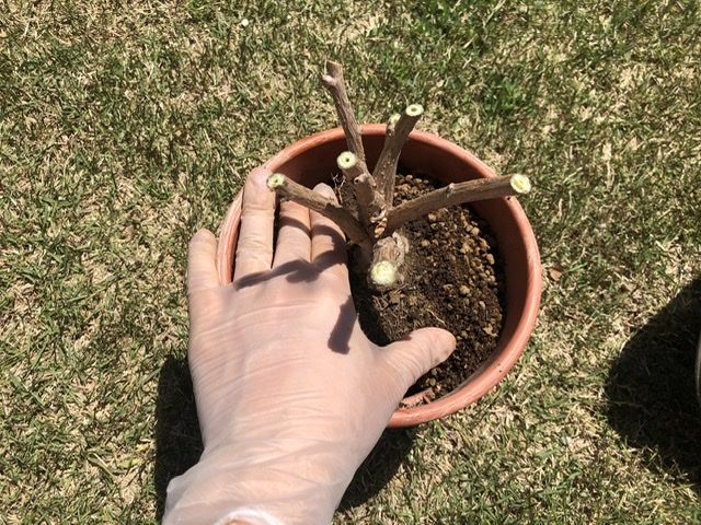 栽培日記 ポインセチアの春剪定 植え替え 挿し木 庭ぐらし 楽天ブログ