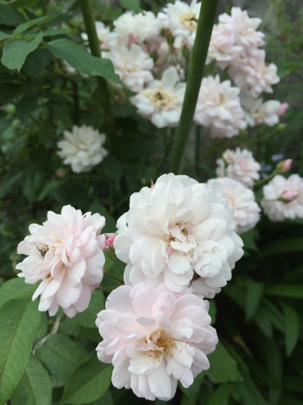 rblog-20160710235305-01.jpg