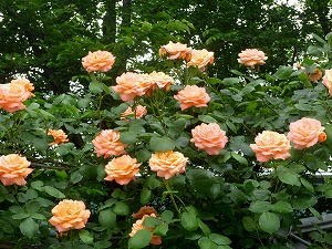 20120520(8).jpg