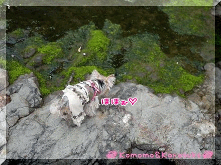 anigif.gif