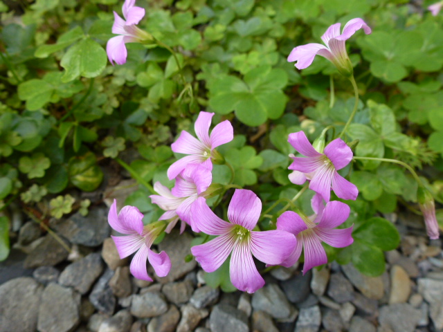54 イモカタバミ