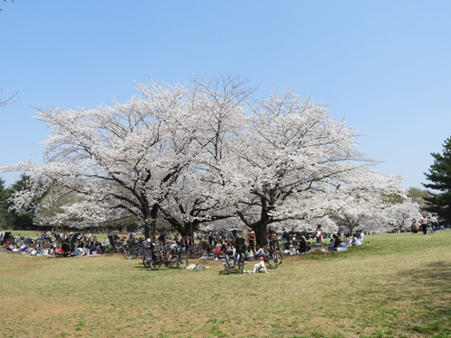 光が丘公園の桜