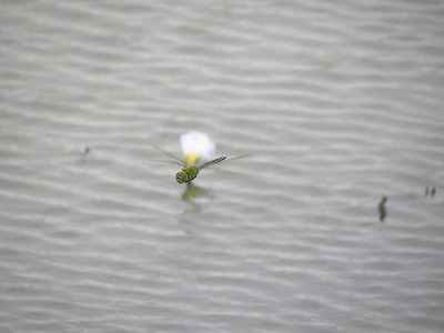 DSCN9936.jpg