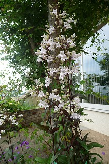 P1030398ss.jpg