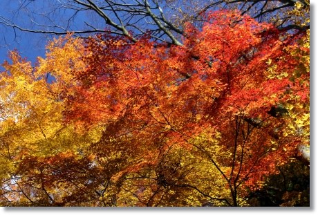 白山比メ神社-9 モミジ-3 13.11.27