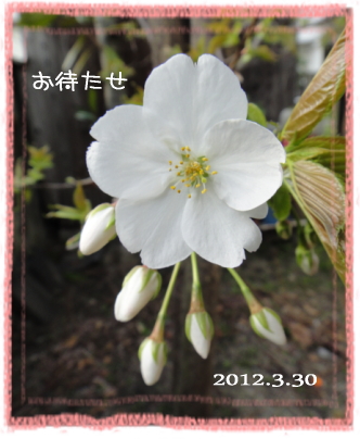 0330桜.jpg