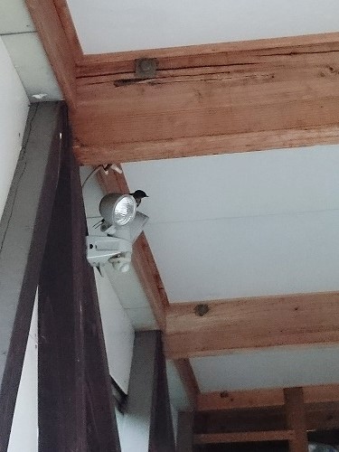 つばめ