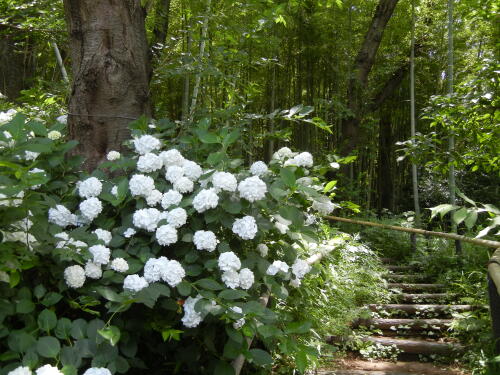 馬場花木園にて