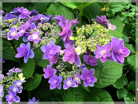 横浜イングリッシュガーデンの紫陽花