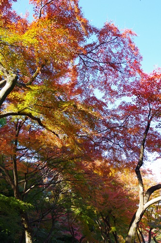 小石川後楽園