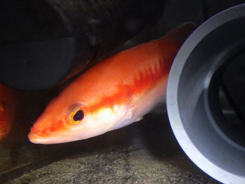 トゲハナスズキ（Liopropoma japonicum）19　深海魚飼育