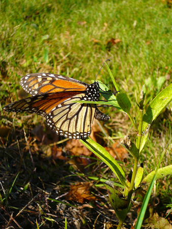 monarch female1 (092212).jpg