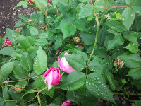 rblog-20130614123533-01.png