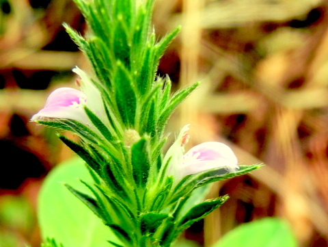 横から見たキツネノマゴの花