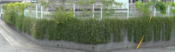 擁壁に垂れたイワダレソウを剪定