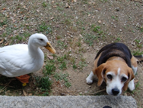DSC_0107.JPG