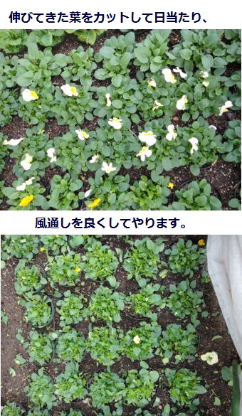 ビオラのピンチと葉のカット