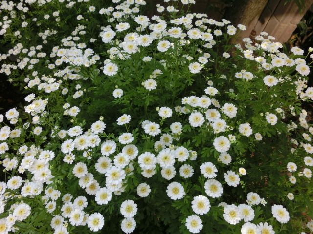 よく咲く白い小さい花と昨日の総合診療医ドクターg いしけいからの穏やかな日常と伝えたい思い 楽天ブログ