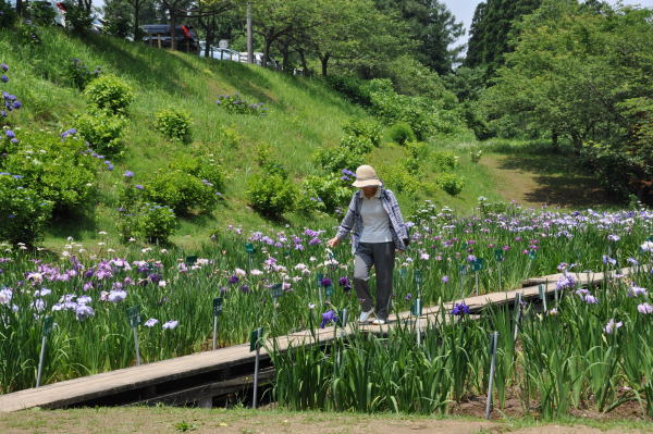 菖蒲・紫陽花