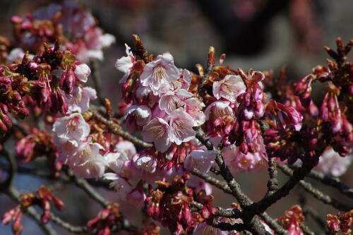 寒桜