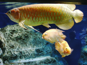 arowana.JPG
