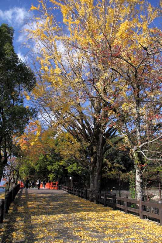 宇治_004銀杏.jpg