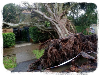 sydney storm 16 paddington