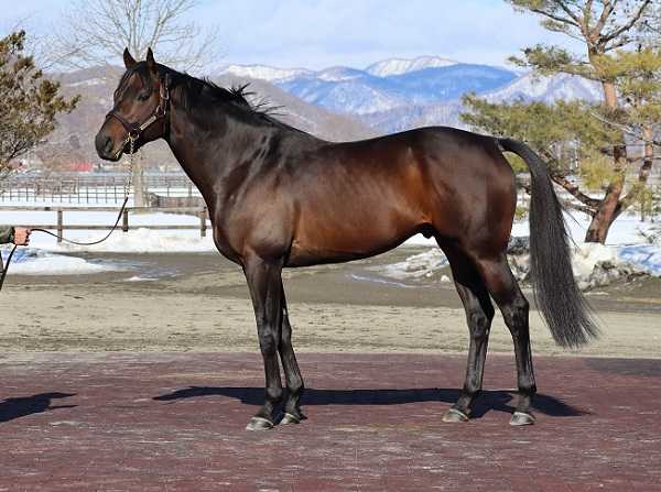 種牡馬展示会が行われました！ | 地方競馬の楽天競馬｜日替わり