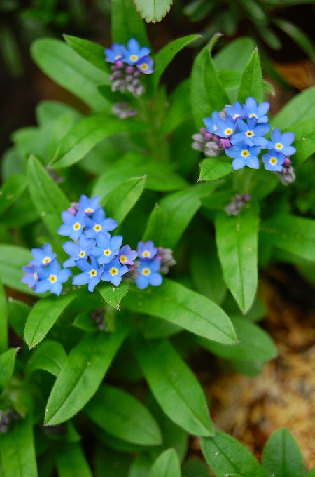 ワスレナグサの花