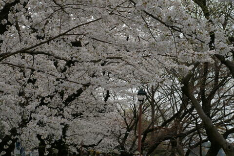 外濠公園の桜