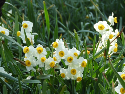 旧芝離宮恩賜庭園にて