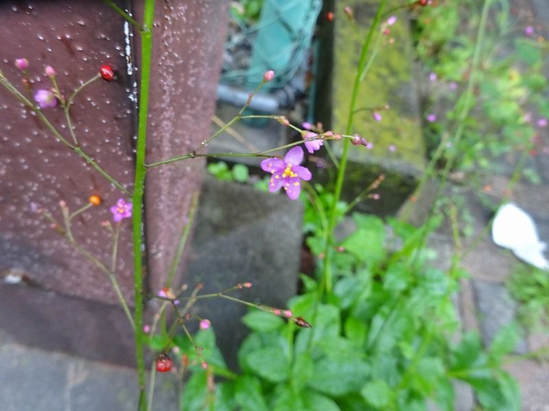 7月6日 今日の一花 その２ ハゼラン 爆蘭 Gazengamaのブログ 散歩中に出合った花と趣味の陶芸作品 楽天ブログ