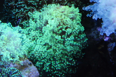 2012_1206ｱｻﾋ、全景0004.JPG