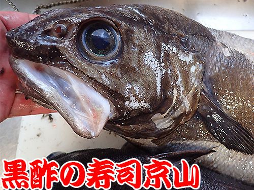 ムネダラ　深海魚.jpg