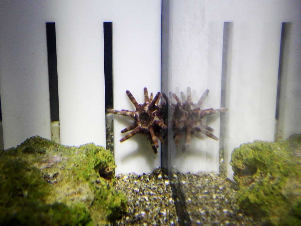 マツカサウニ（Eucidaris metularia）2