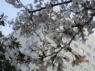 満開の桜6.jpg