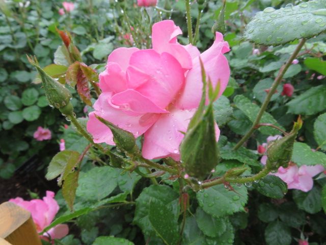 踏んだり蹴ったりの昨日と大忙しの雨上がりの庭とミニバラ ばぁばの薔薇の花園 楽天ブログ