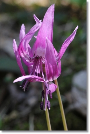 樹木公園-26 カタクリ-13 14.4.2