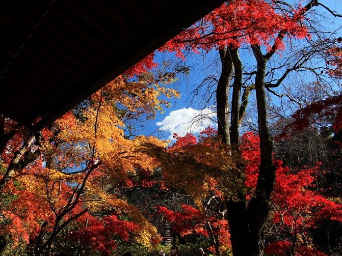 2.境内の紅葉.JPG