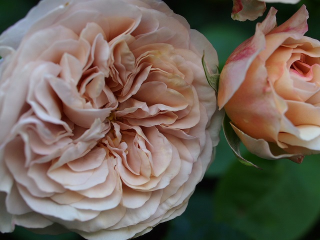 P5240030.JPG