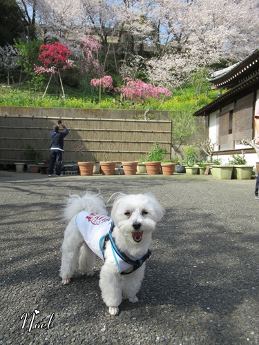 池上本門寺 ＆ 池上本門寺周辺にて